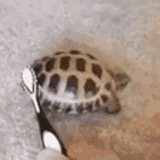 tortoisejam