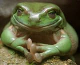 frog