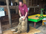 sheep-sheering