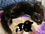 silleh