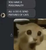 cats