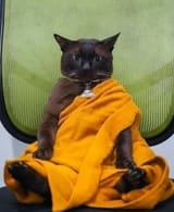 cat monk