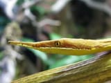 Male-Malagasy-Leaf-nosed-Snake