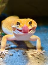 femra mlep