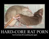 hardcore rat porn