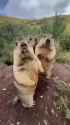 marmot_thumb.jpg