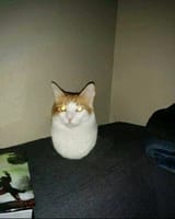floating cat head