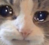 catsad
