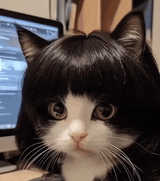 pretty-cat-pretty-girl