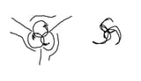 triquetras