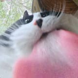 mlemcyat