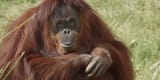orangutan-002