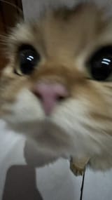 GxZleNca8AAitf4