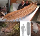 Centipede