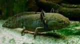 wild axototololl