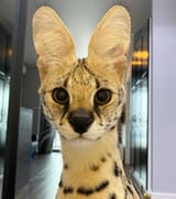 gato