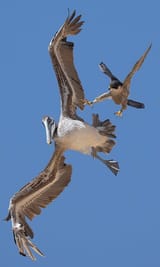 falcon kick