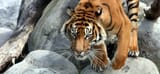 tiger-pounce-1940x900_36155