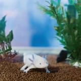 femra smoll fella