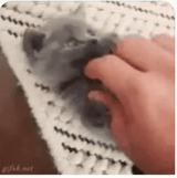 judys pussy
