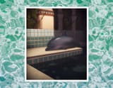 dolphin