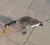 goosepuke