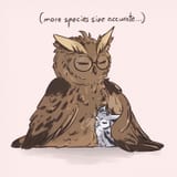 owls 13