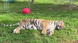 Tiger sleep