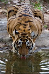Tiger drinking water while staring into your soul