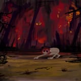 dorocreeper