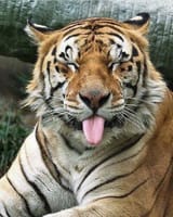 Tiger1
