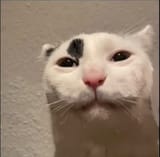 top 10 funny cats
