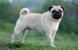 Pug-dog