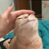 pet pet