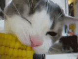lookatthiscat