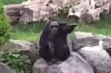 chimpnazee