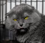 el gato terrible