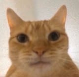 1729277235893917
