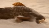 armored-catfish-brazilian-desert-fish