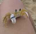 crabby_thumb.jpg