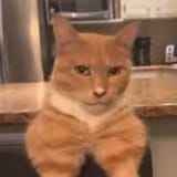 mfw[sound=https%3A%2F%2Ffiles.catbox.moe%2F89iar3.mp3]