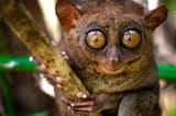 Tarsier