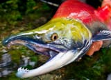 red salmon