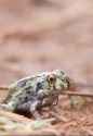 frog squish_thumb.jpg