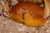 calappa crab