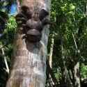 coconut crab_thumb.jpg