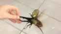 Dynastes Hercules_thumb.jpg