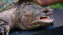 snapping turtle_thumb.jpg