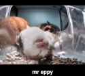 mr eepy mr at-1820611778809643467-01_thumb.jpg