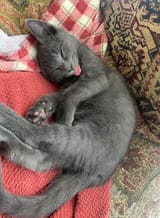 smolsleepybelp